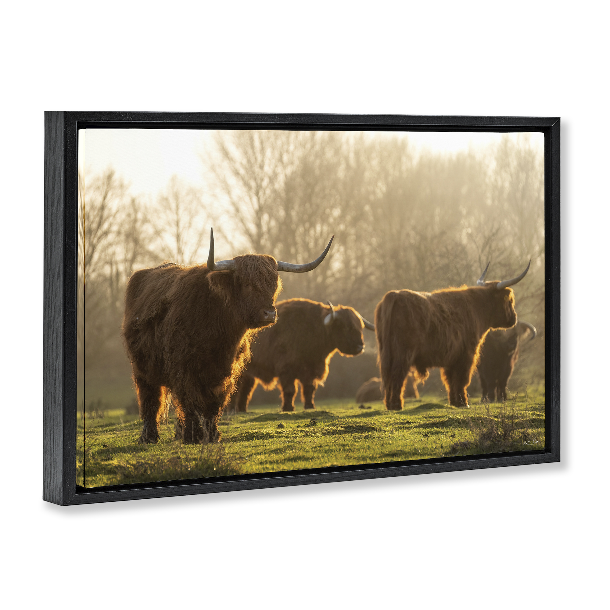 Stupell Industries Longhorns in Foggy Pasture Animals & Insects Photography Black Floater Framed Canvas Art Print Wall Art, 25 x 17