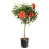 Costa Farms Island Blooms Live Outdoor 42in Tall Assorted Hibiscus; Full Sun Plant in 10in Grower Pot