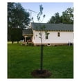 thumbnail image 6 of Tree Protectors 5-Pack - Mesh Tree Guard for Saplings & Fruit Trees - Heavy Duty Trunk Protector from Trimmers - 12-4 Inch Diameter, 6 of 8