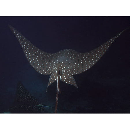 An eagle ray in flight Cocos Island Costa Rica Poster Print by Brent BarnesStocktrek
