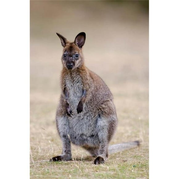 Danita Delimont PDDAU01MZW0355 Red-Necked & Bennetts Wallaby Wildlife Australia Poster Print by Martin Zwick, 12 x 18