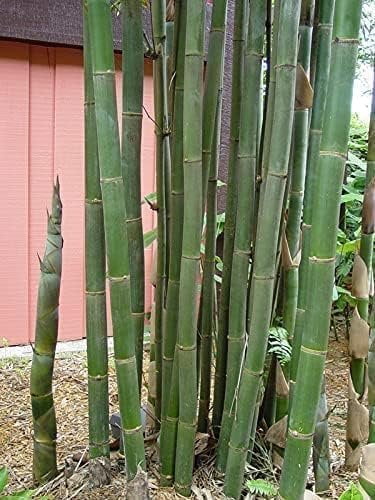 Oldhamii Bamboo  3 Live Plants  Bambusa Oldhamii  Privacy Screen Bamboo  Fast-Growing Garden Foliage  Tall Decorative Landscape Specimen