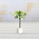 thumbnail image 4 of Casa de muñecas CUTICAT miniatura 1:12 decoración bonsai juguetes, 4 of 8