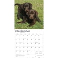 thumbnail image 4 of Chocolate Labrador Retriever Puppies | 2026 12x24" (Hanging) Square Wall Calendar, 4 of 9
