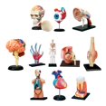 thumbnail image 5 of Human Body Organ Model Human Organ Puzzle Human Body Model for Biology Learning Teeth, 5 of 8