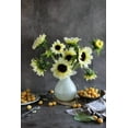 thumbnail image 5 of 25 ITALIAN WHITE SUNFLOWER Helianthus Debilis Flower Seeds, 5 of 6