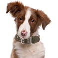 thumbnail image 4 of Collar de perro con hebilla, collar táctico militar de nailon ajustable para perros, collar pesado para perros con anillo en D de 2 filas, 4 of 5