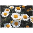 thumbnail image 2 of 500 ROMAN CHAMOMILE Chamaemelum Nobile Herb Flower Seeds, 2 of 5