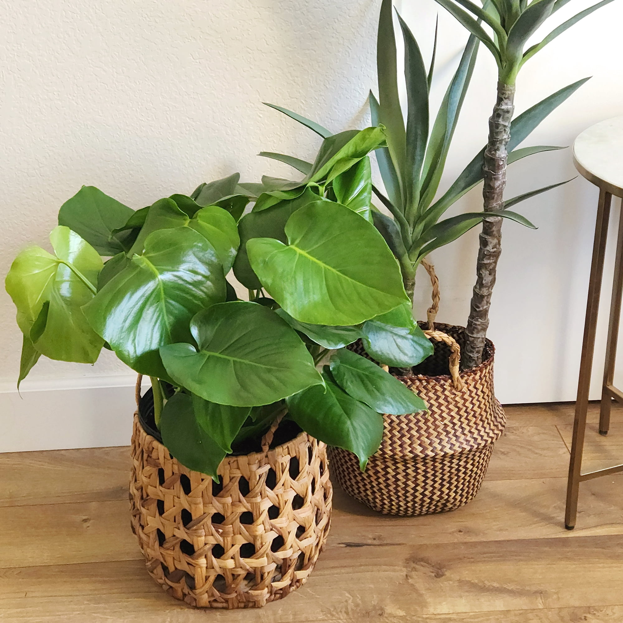 Monstera Tauerii in 10" Grower Pot, Air Purifying Live Plant
