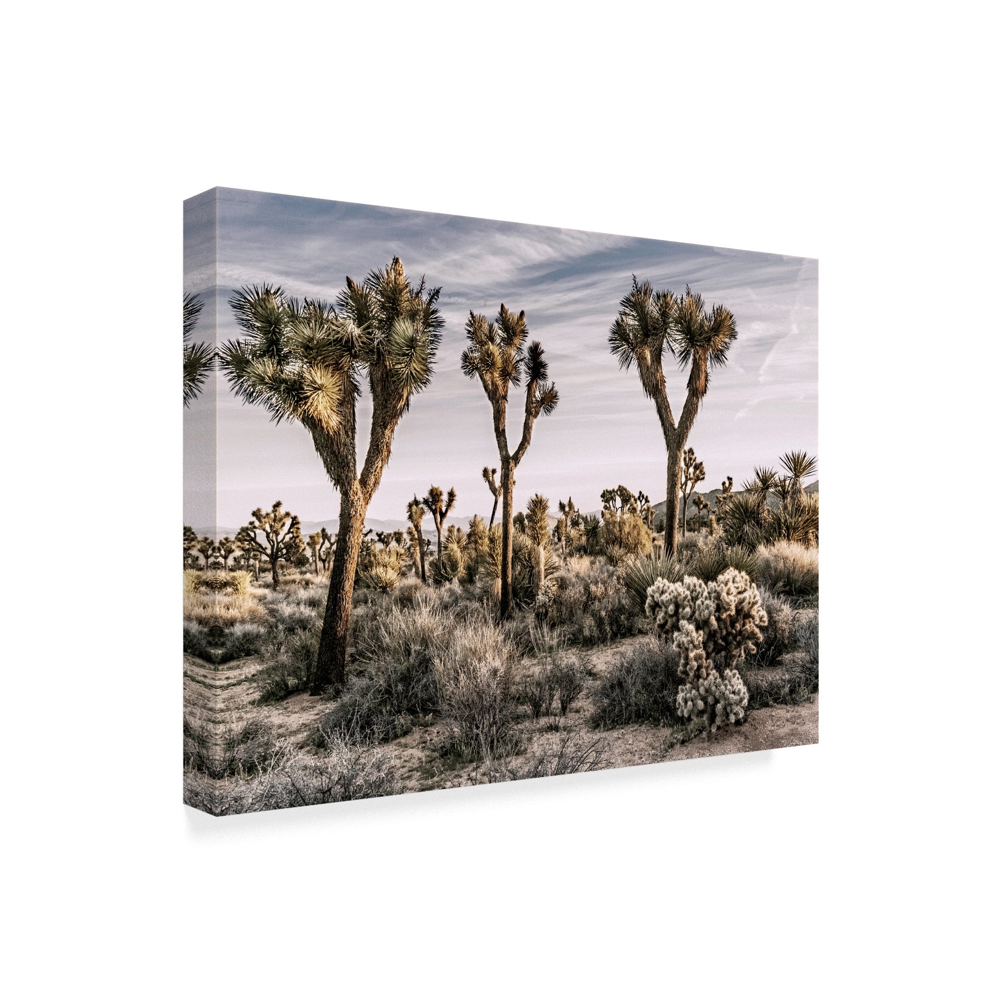 Trademark Fine Art 'Views of Joshua Tree IX' Canvas Art by Rachel Perry