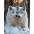 thumbnail image 1 of Qisvanset Framed Canvas Wall Art 12x16 Inch Snow Lying Wolf Wildlife Nature Wall Art Decor, 1 of 5