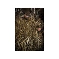 thumbnail image 2 of MOmarsh Blind Grass 4PK, 2 of 2