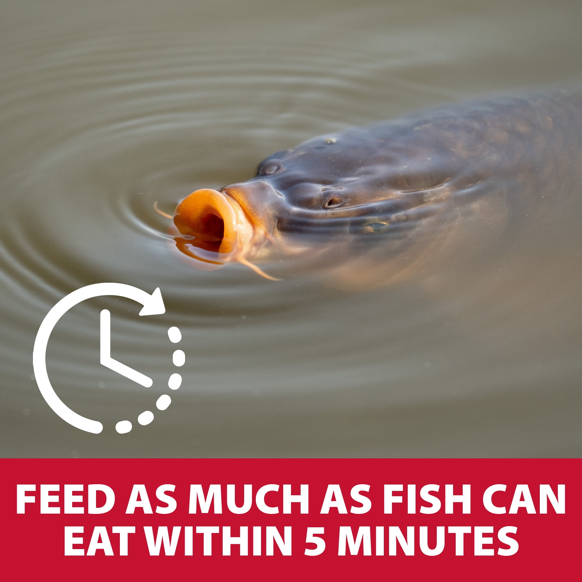 The Pond Guy  Game Fish Grower Fish Food