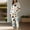 Brown, variant on WCJM Women Pajama Sets Pink Pajamas for Women Set Women Casual Lapel Button Print Two Piece Long Sleeve Pajamas Pajamas Suit Woman Blending Pajamas