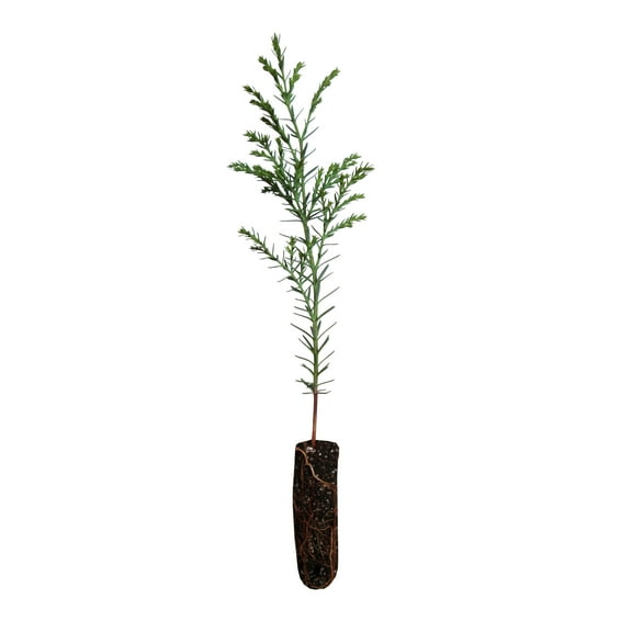 Port Orford Cedar | Small Tree Seedling | The Jonsteen Company
