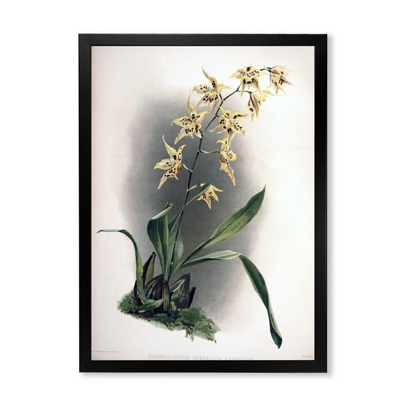 Designart 'Ancient Orchid Flower' Traditional Framed Art Print