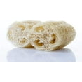 thumbnail image 3 of Luffa Gourd Seeds - 20 Seeds - Luffa Spounge Gourd, Exotic Vegetable, Easy to Grow, 3 of 5