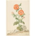thumbnail image 3 of Aert Schouman 17x24 Black Modern Framed Museum Art Print Titled - Oranje Koekoeksbloem in Landscape (C. 1790), 3 of 5