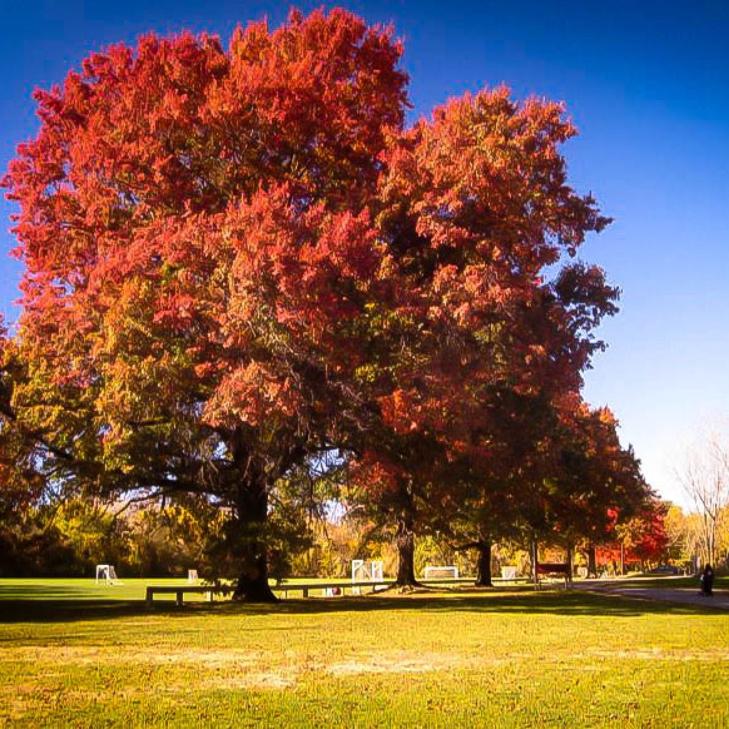 Expert Gardener 2-3' Oak Scarlet Letter™ Live Tree in 1 gal. Grower Pot