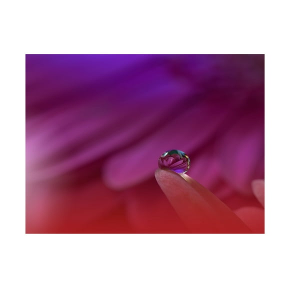 Trademark Fine Art Juliana Nan Prism Of Life.. Canvas Wall Art