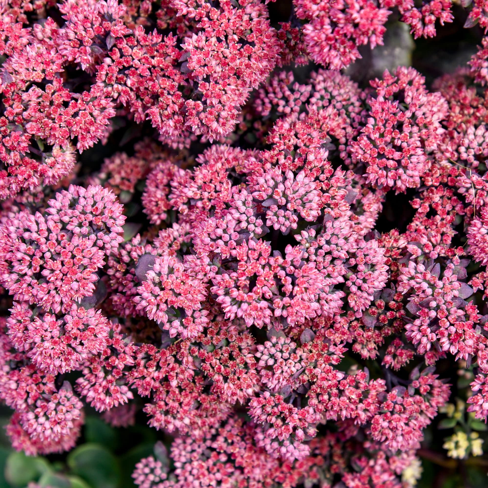 Proven Winners 5" Red Rock 'N Grow 'Midnight Velvet' Stonecrop Live Plant in 4.5" Pot