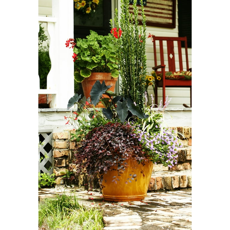 Expert Gardener Sky Pencil Japanese Holly (2.5 Gallon) Narrow and