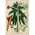 thumbnail image 2 of Weinmann 17x24 Gold Ornate Wood Framed with Double Matting Museum Art Print Titled - Vintage Tropicals II, 2 of 4