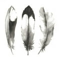 thumbnail image 3 of Popp, Grace 20x20 Black Modern Framed Museum Art Print Titled - Watercolor Feathers II, 3 of 5
