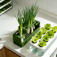 thumbnail image 5 of pdqouc Green Onion Planter & Seed Sprouting Kit, Regrows Scallions in Water, Compatible with Regular Mouth Jars for Windowsill Kitchen Garden, Hydroponics Growing for Beginners (Green), 5 of 6