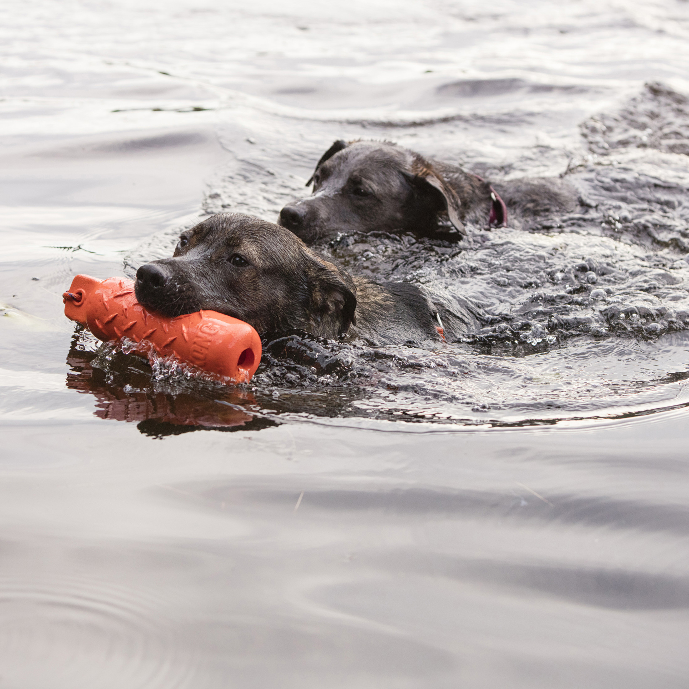 KONGÂ® Training Dummy Toy for Dogs, Foam, for Use on Land or Water, Large