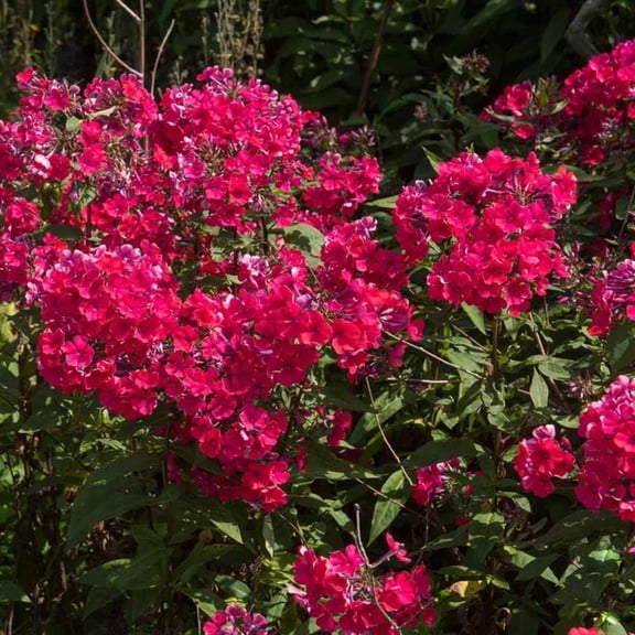50 Crimson Red Phlox Seeds