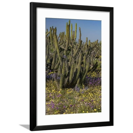 Baja California, Mexico. Wildflowers carpeting the desert floor and galloping cactus Framed Print Wall Art By Judith
