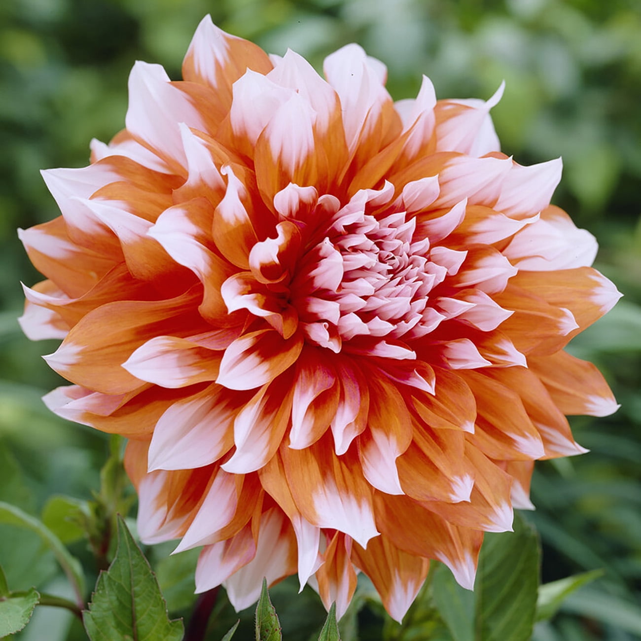 Van Zyverden Dahlias Splendid Festival Blend, 7 Bulbs, Multi-color, Full Sun, Annual, Flowering