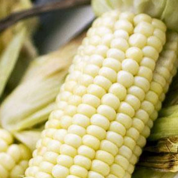 Stowell's Evergreen Sweet Corn - 1/2 OZ ~72 Seeds - Non-GMO, Open Pollinated, Heirloom, Vegetable Gardening Seeds