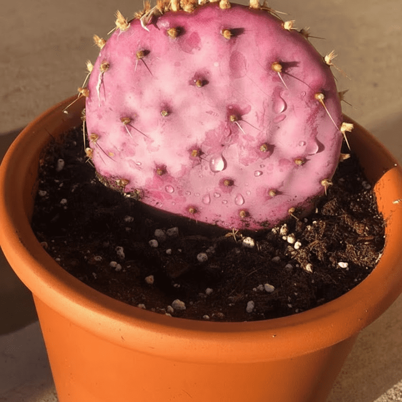 Purple Prickly Pear Cactus Plant Live, Succulents Plant Live, Live Prickly Pear Cactus Plants, 3.5 inch Pot for Growing