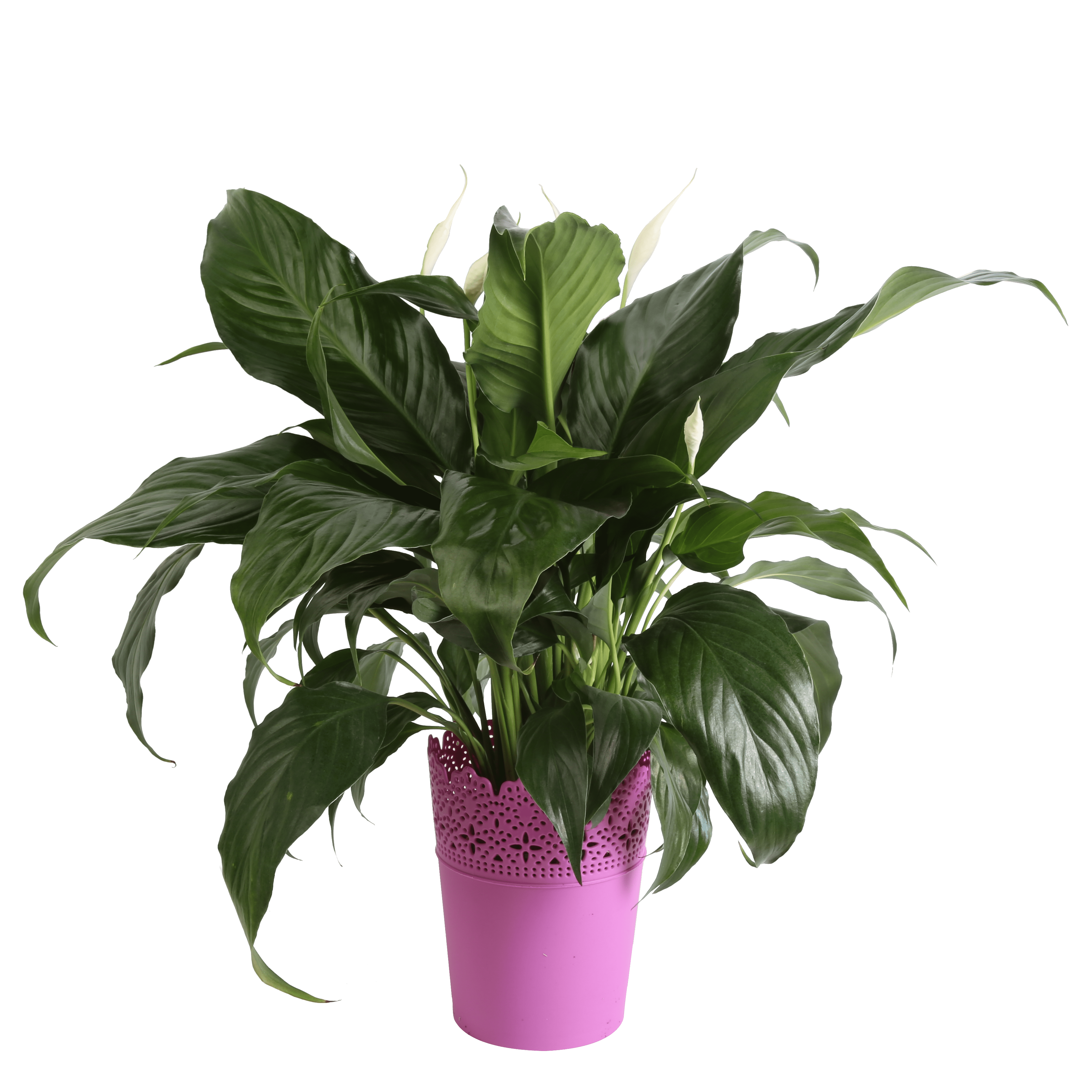 costa farms live indoor 15in. peace lily, decor pot