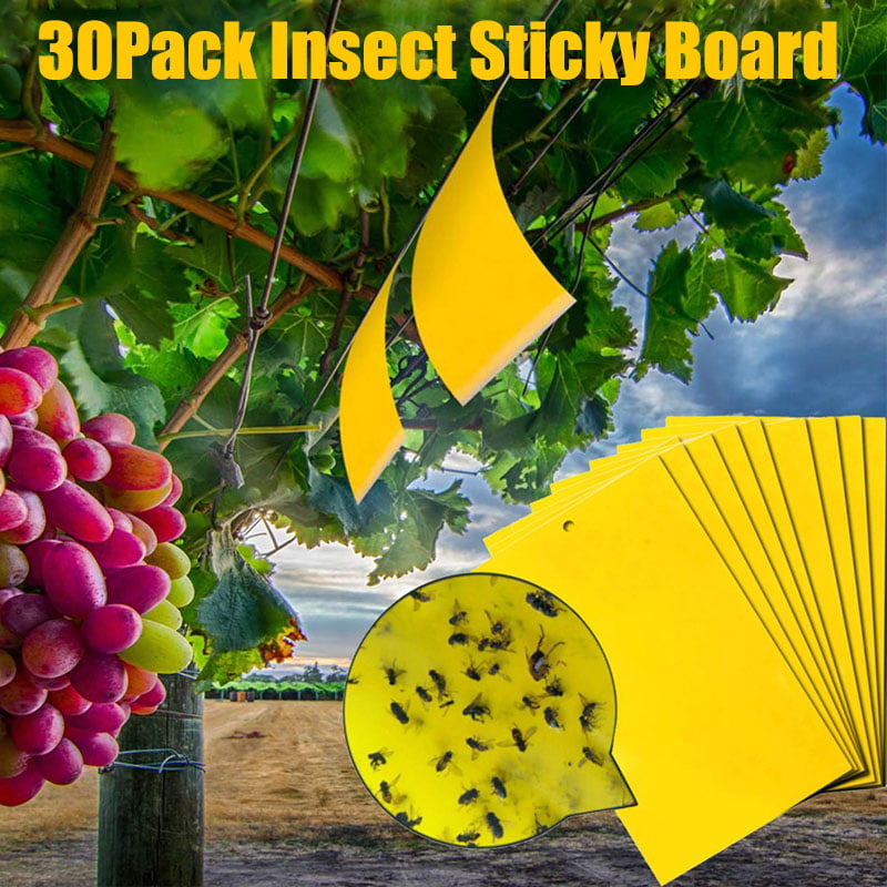 30pcs Strong Flies Sticky Board Traps Bugs Catching Aphid Insects Pest Killer 