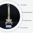 thumbnail image 2 of 45cm Human Spine With Pelvic Human Anatomical Anatomy Spine Spinal Column +stand Fexible, 2 of 5