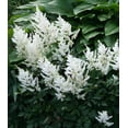 thumbnail image 3 of Classy Groundcovers, Shady White Deer Mix #1: 25 White False Spirea, 25 Lily of the Valley, collection #1 of White Blooming Plants..., 3 of 10
