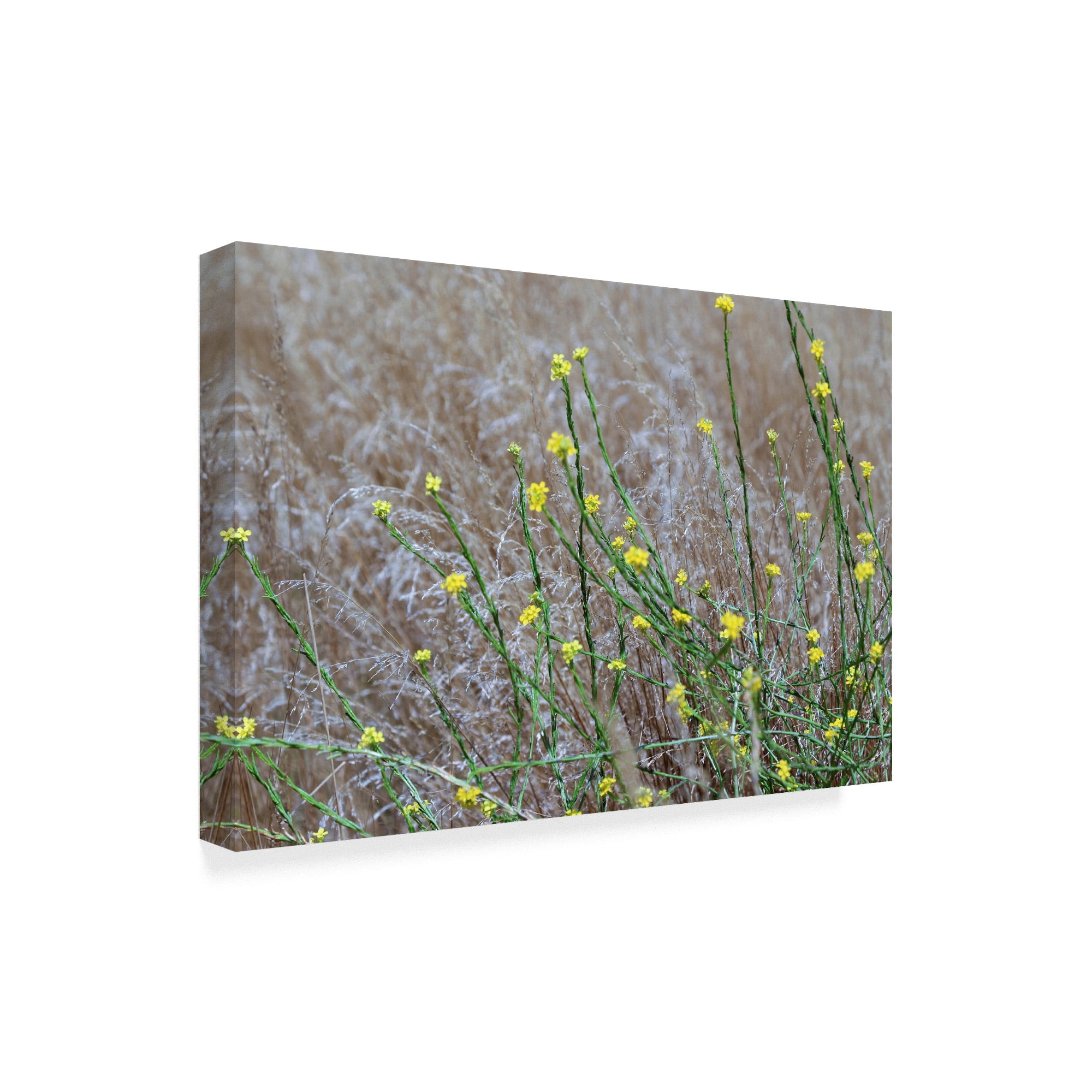 Trademark Fine Art 'Small Yellow Flowers' Canvas Art by Incredi