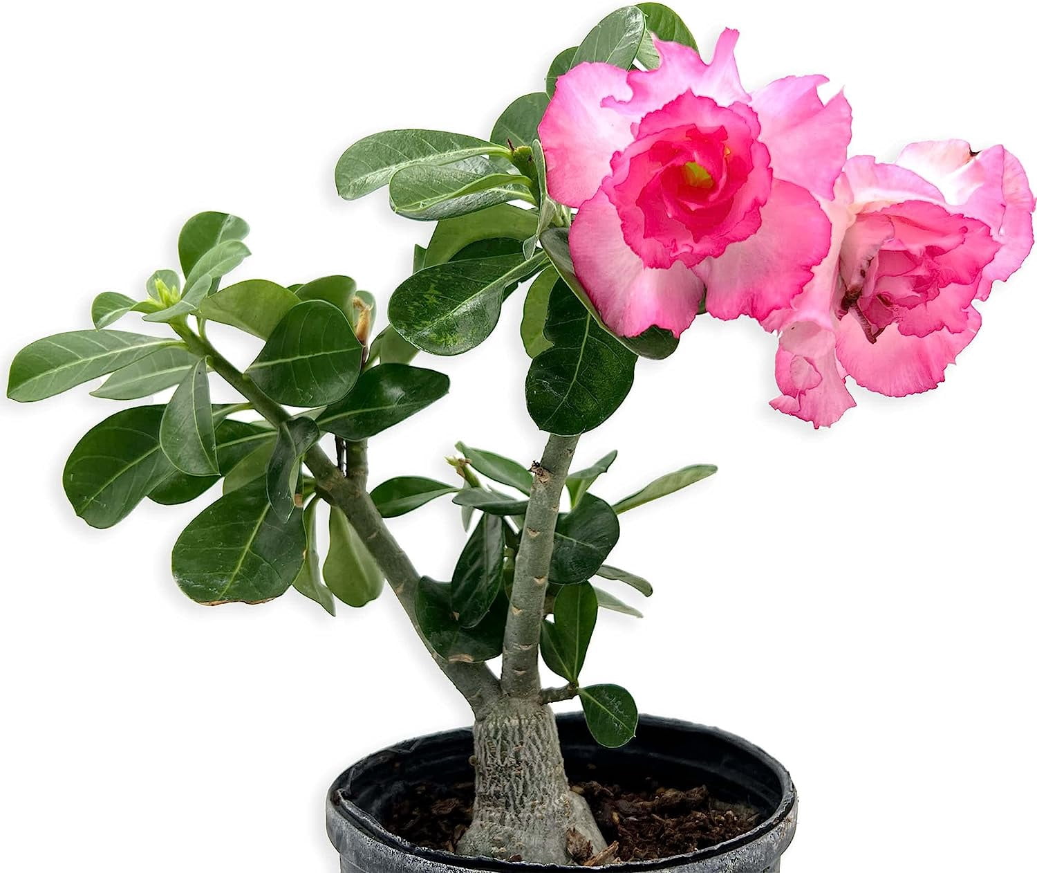 ragnaroc Live Succulents – Adenium Obesum Desert Rose 6-12” tall in 4” pot - 1ct - Color when flowering may be Pink or Red, Bonsai Caudex - Live Arrival Guaranteed - House Plants for Home Decor & Gift