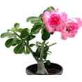 thumbnail image 3 of ragnaroc Live Succulents – Adenium Obesum Desert Rose 6-12” tall in 4” pot - 1ct - Color when flowering may be Pink or Red, Bonsai Caudex - Live Arrival Guaranteed - House Plants for Home Decor & Gift, 3 of 7