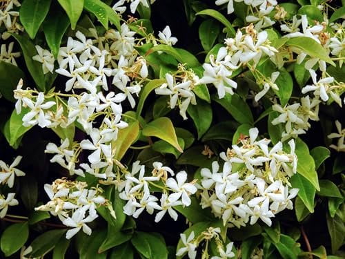 Night Blooming Jasmine - 3 Live Plants - Jessamine Cestrum Nocturnum - Fragrant Blooming Vine