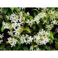 thumbnail image 2 of Night Blooming Jasmine - 3 Live Plants - Jessamine Cestrum Nocturnum - Fragrant Blooming Vine, 2 of 9