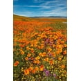 thumbnail image 2 of Garber, Howie 23x32 White Modern Wood Framed Museum Art Print Titled - California-Owls Clover-Goldfields and California poppies on hillside near Lancaster-California, 2 of 4