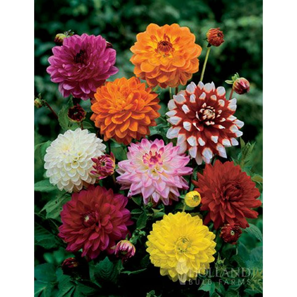 Mixed Unwin Dwarf Dahlias Value Bag