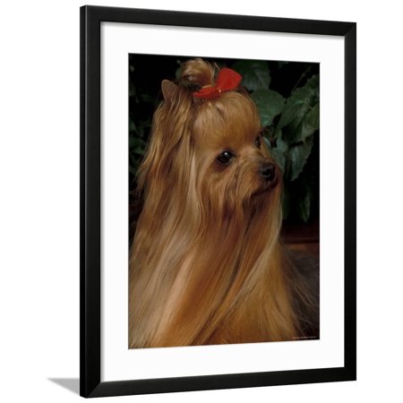 Yorkshire Terrier With Hair Tied Up And Long Hair Framed Print