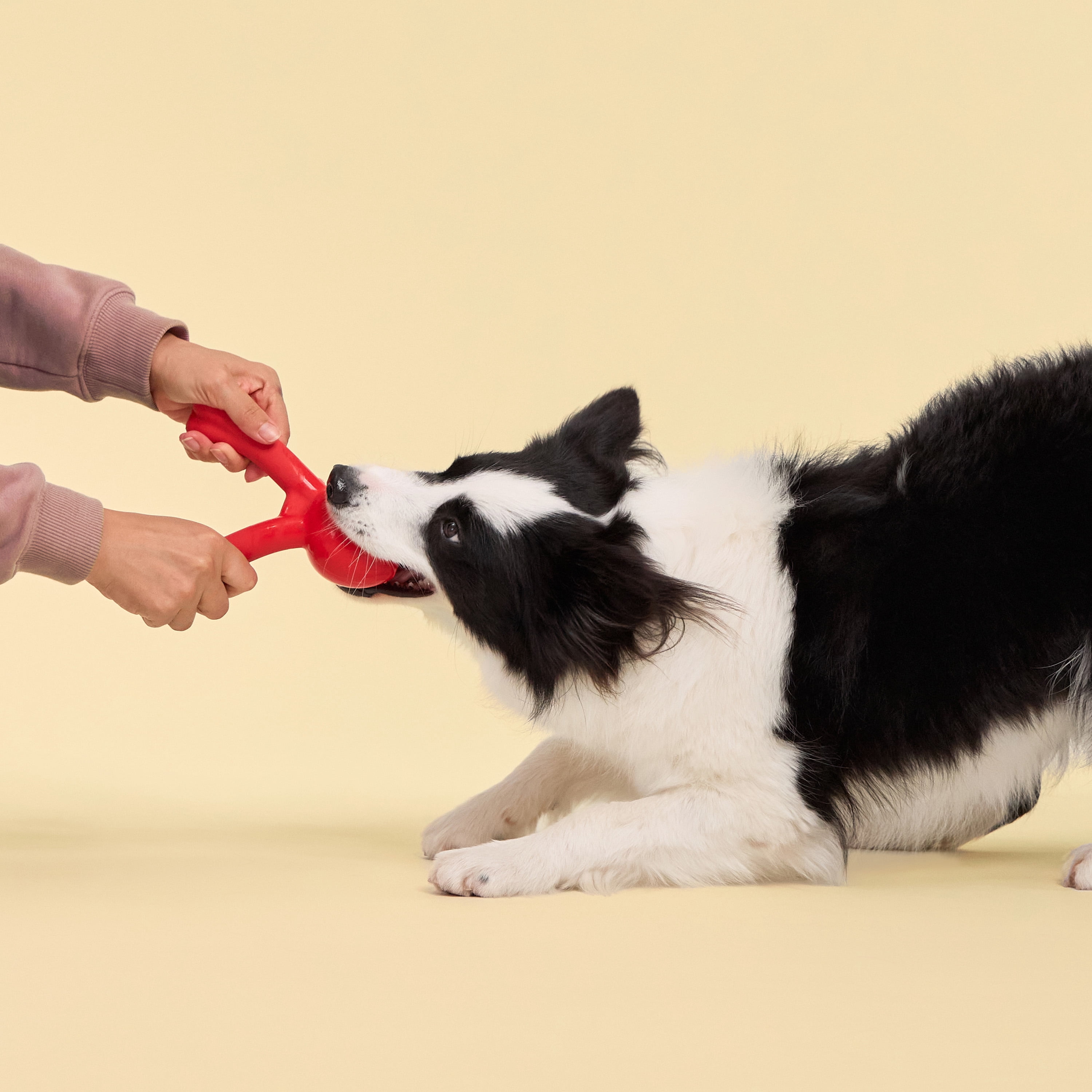 Playology Jumbo Crunchy Branch - Beef Scented Dog Toy