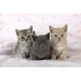 Maine Coon Kittens 7 Weeks Showing Different Colours Framed