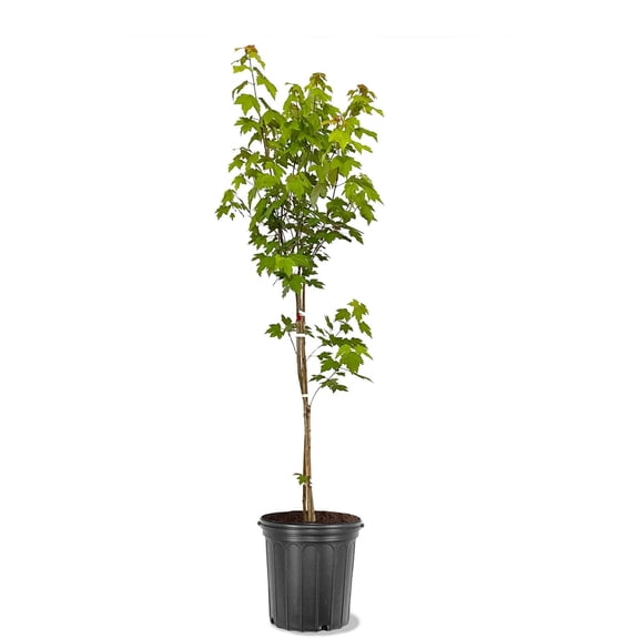 Expert Gardener 2-3 ft. tall Sunset Red Maple Live Tree in 5- Gallon Grower Pot